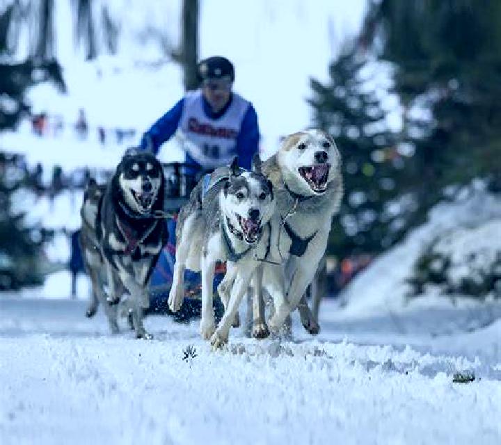 Dog Racing (Elbet) slot