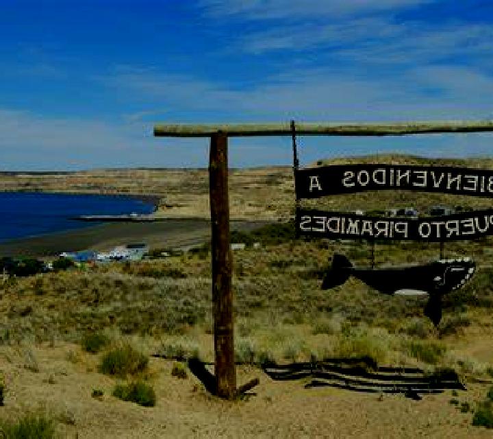 Power Paws slot machine